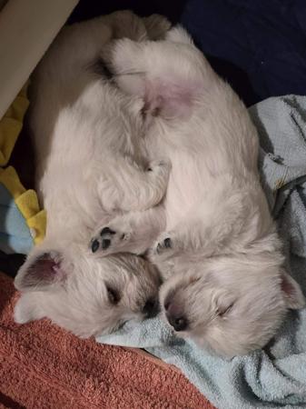 West Highland White Terrier for sale by TURNLEA