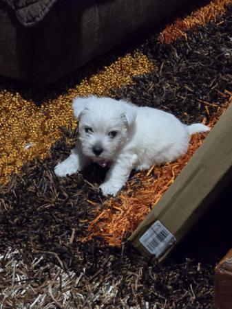 West Highland White Terrier for sale by TURNLEA