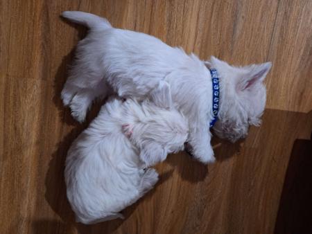 West Highland White Terrier for sale by TURNLEA