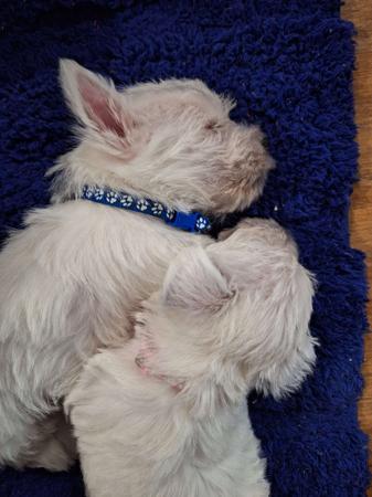 West Highland White Terrier for sale by TURNLEA