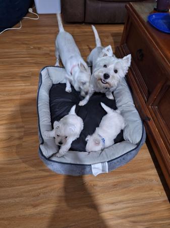 West Highland White Terrier for sale by TURNLEA