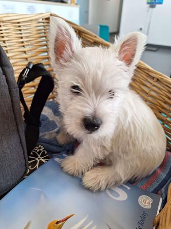 West Highland White Terrier for sale by TURNLEA