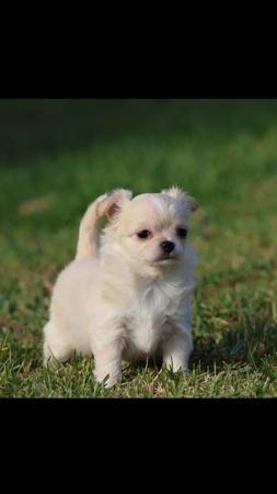 Chihuahua (Long Coat) for sale by FIBANACCI