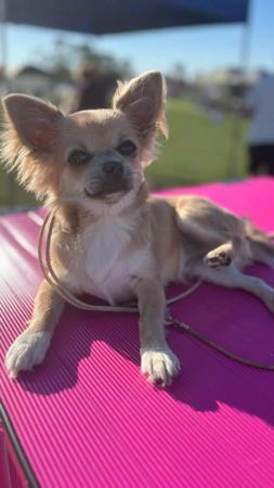 Chihuahua (Long Coat) for sale by FIBANACCI