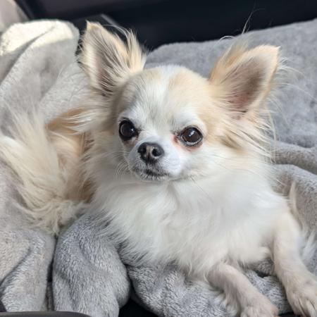 Chihuahua (Long Coat) for sale by FIBANACCI