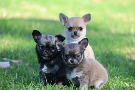 Chihuahua (Long Coat) for sale by FIBANACCI