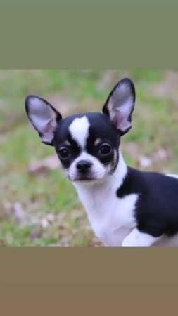 Chihuahua (Smooth Coat) for sale by FIBANACCI