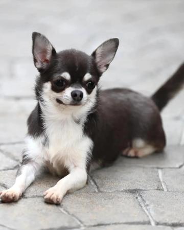 Chihuahua (Smooth Coat) for sale by FIBANACCICHIHUAHUA