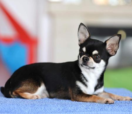 Chihuahua (Smooth Coat) for sale by FIBANACCI