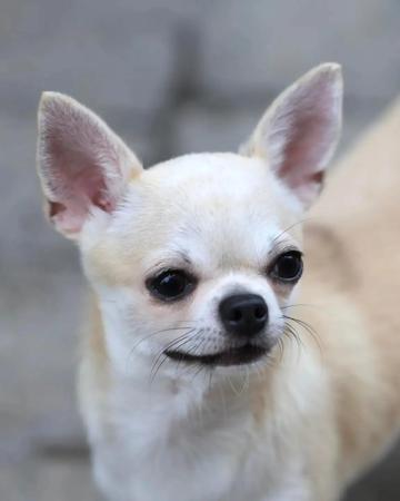 Chihuahua (Smooth Coat) for sale by FIBANACCI