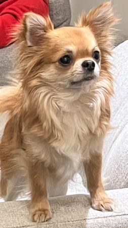 Chihuahua (Smooth Coat) for sale by FIBANACCI