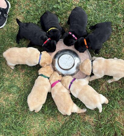 Labrador Retriever for sale by KAZAROYLABRADORS