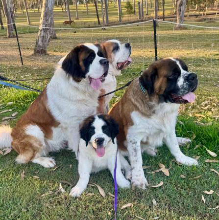 St Bernard for sale by SANDERSAINTS