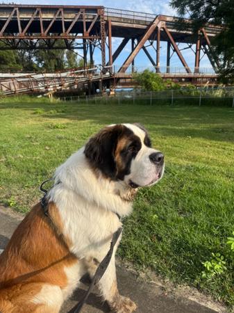 St Bernard for sale by SANDERSAINTS