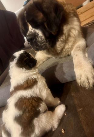St Bernard for sale by SANDERSAINTS
