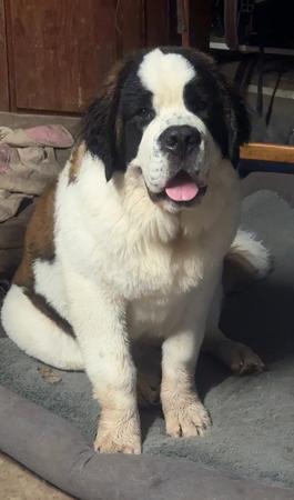 St Bernard for sale by SANDERSAINTS