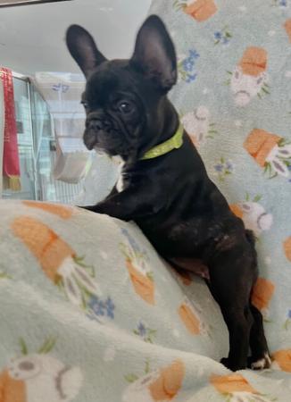 French Bulldog for sale by FRENDANGO