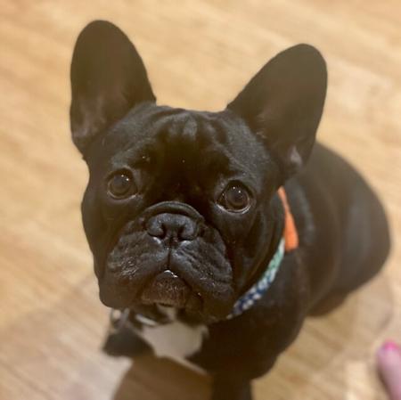 French Bulldog for sale by FRENDANGO