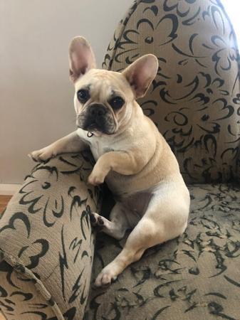 French Bulldog for sale by FRENDANGO
