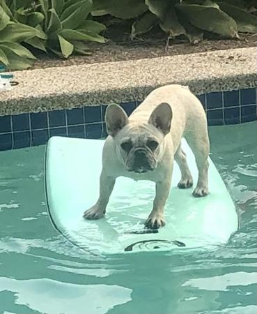 French Bulldog for sale by FRENDANGO
