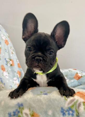 French Bulldog for sale by FRENDANGO