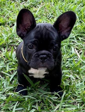 French Bulldog for sale by FRENDANGO