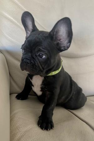 French Bulldog for sale by FRENDANGO