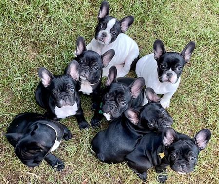 French Bulldog for sale by FRENDANGO