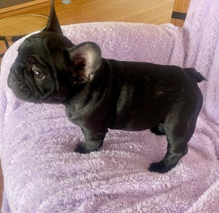 French Bulldog for sale by FRENDANGO
