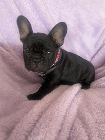 French Bulldog for sale by FRENDANGO