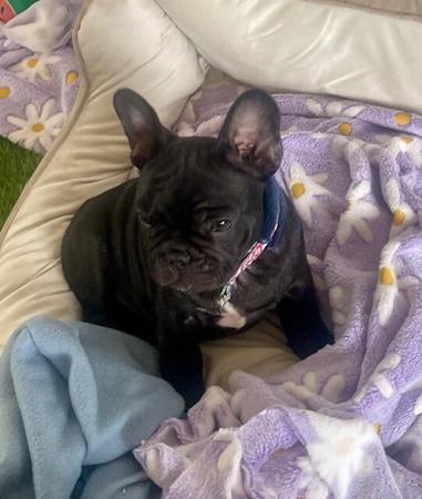 French Bulldog for sale by FRENDANGO
