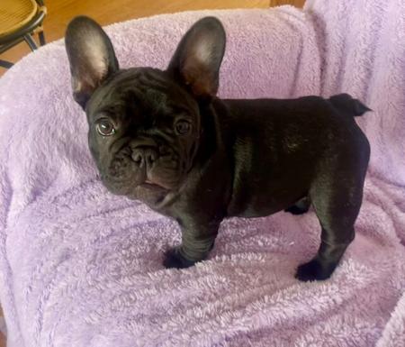 French Bulldog for sale by FRENDANGO