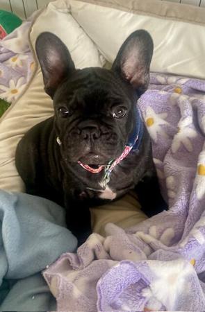 French Bulldog for sale by FRENDANGO