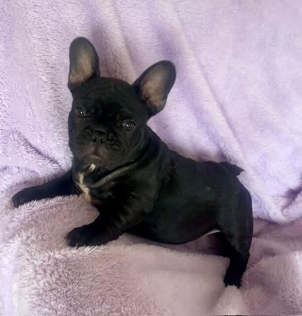 French Bulldog for sale by FRENDANGO