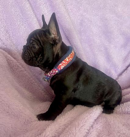 French Bulldog for sale by FRENDANGO