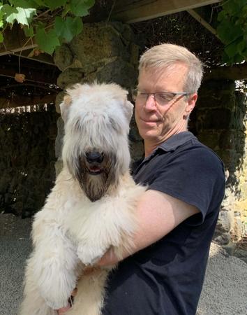 Soft Coated Wheaten Terrier for sale by IAINBRADBEER