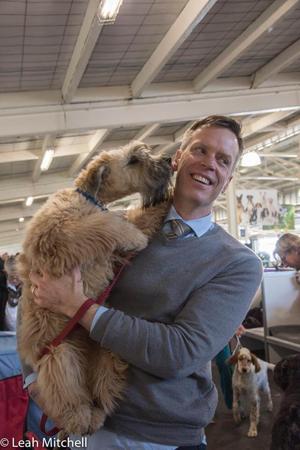 Soft Coated Wheaten Terrier for sale by ALINEX