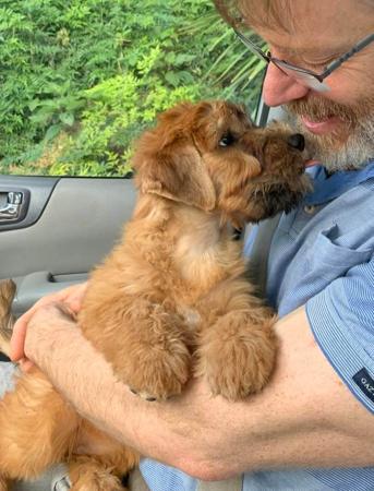 Soft Coated Wheaten Terrier for sale by ALINEX