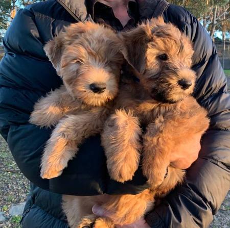 Soft Coated Wheaten Terrier for sale by ALINEX