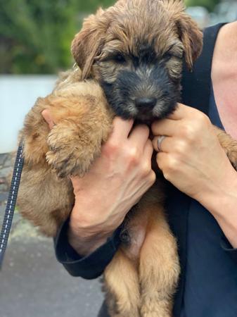 Soft Coated Wheaten Terrier puppy for sale by ALINEX
