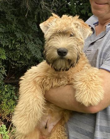 Soft Coated Wheaten Terrier puppy for sale by IAINBRADBEER