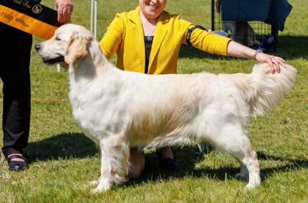 Golden Retriever puppy for sale by GOLDBRIOR