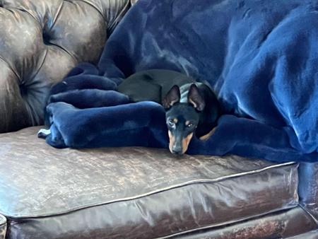 English Toy Terrier (Black and Tan) for sale by VONDOBELLA