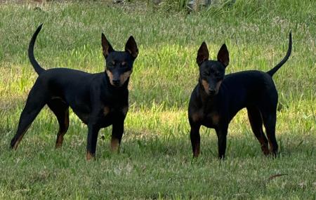 English Toy Terrier (Black and Tan) for sale by TALLYHOTOYS
