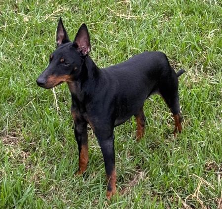 English Toy Terrier (Black and Tan) for sale by TALLYHOTOYS