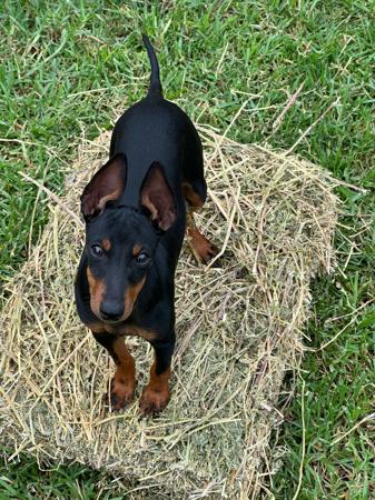 English Toy Terrier (Black and Tan) for sale by TALLYHOTOYS