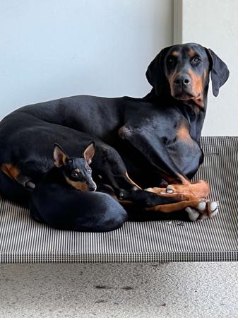 English Toy Terrier (Black and Tan) for sale by TALLYHOTOYS