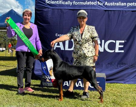 Dobermann for sale by WATTAVUE