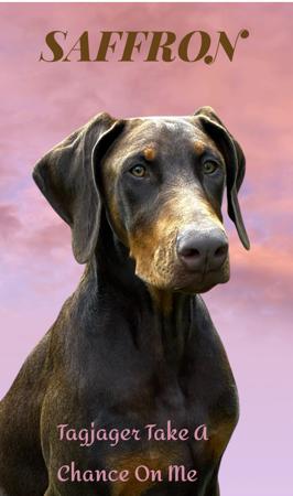 Dobermann for sale by WATTAVUE