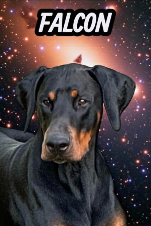 Dobermann for sale by WATTAVUE